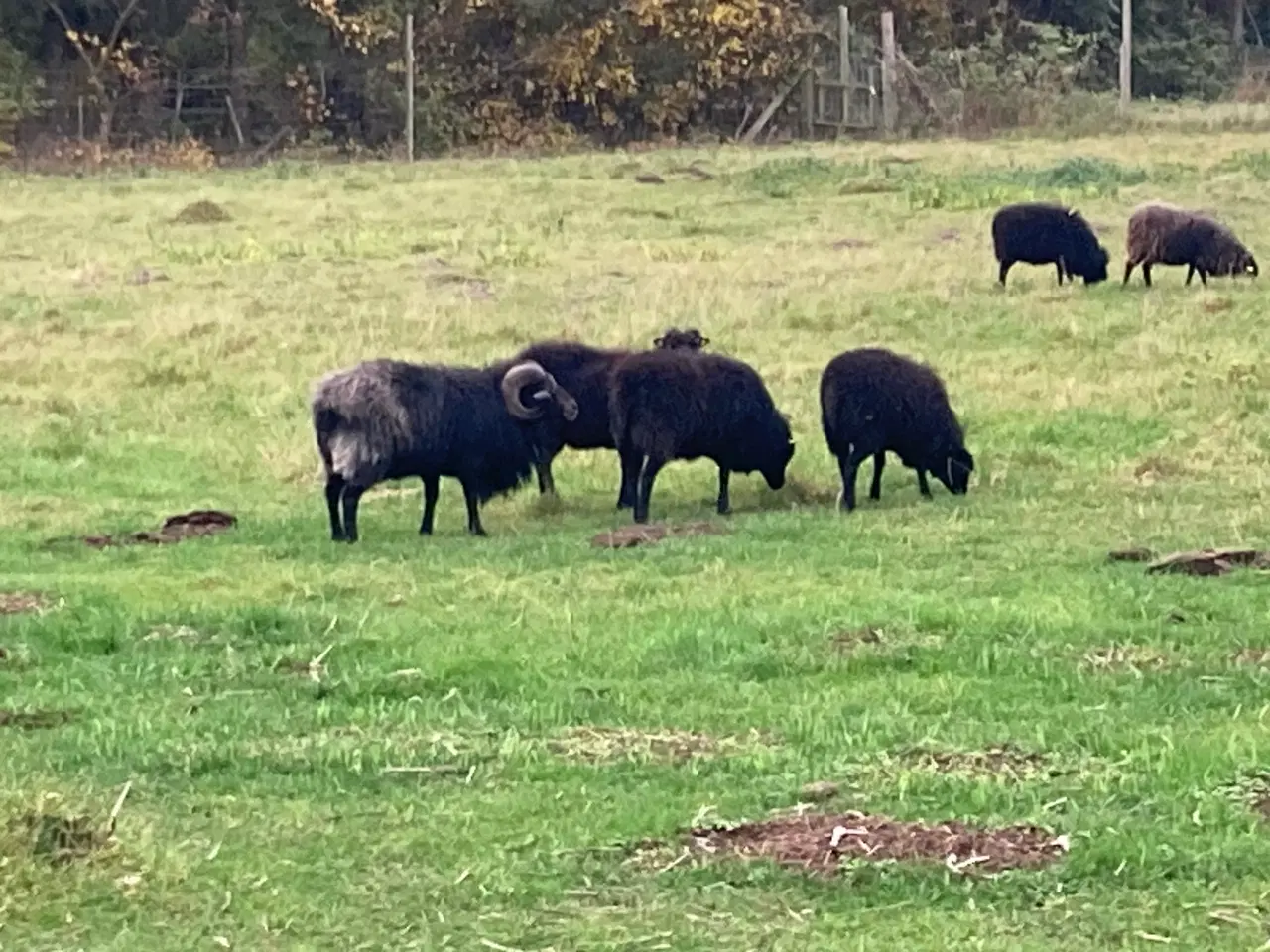 Billede 1 - Ouessantfår