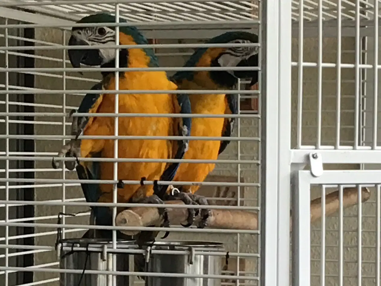 Billede 10 - Ara papegøje gul og blå