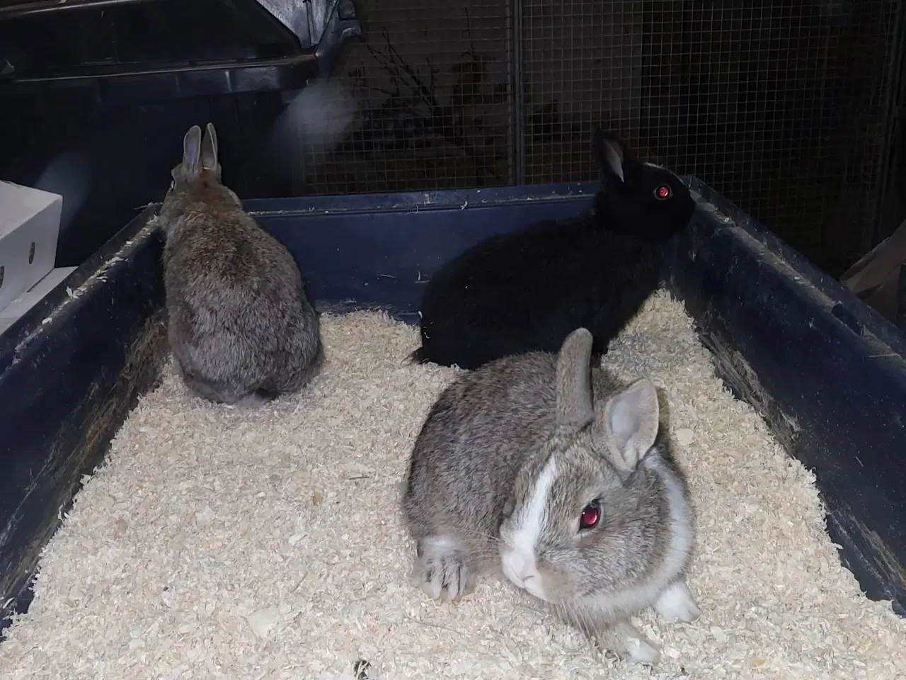 Billede 2 - Hermelin unger sælges