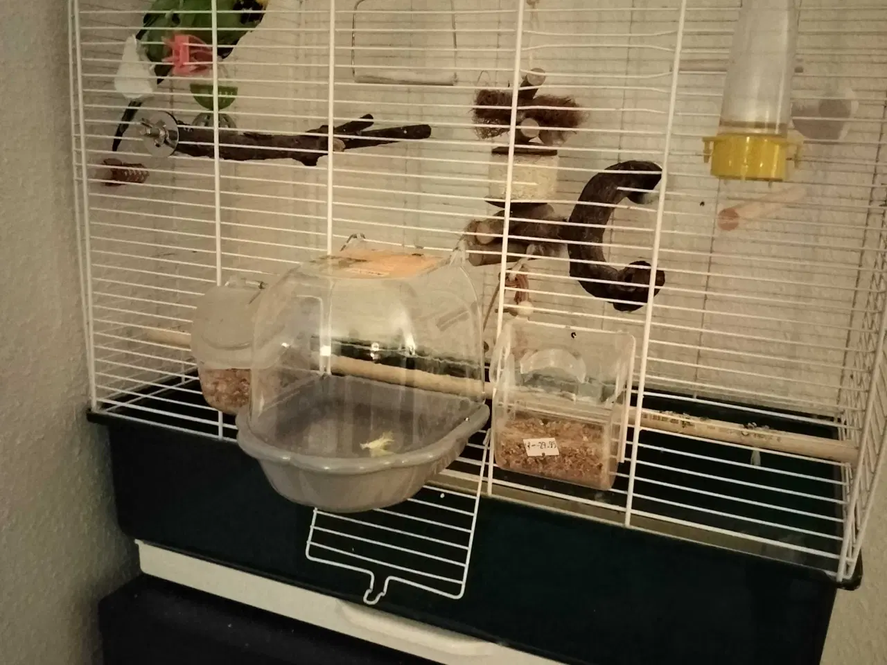 Billede 1 - Undulat hun med bur