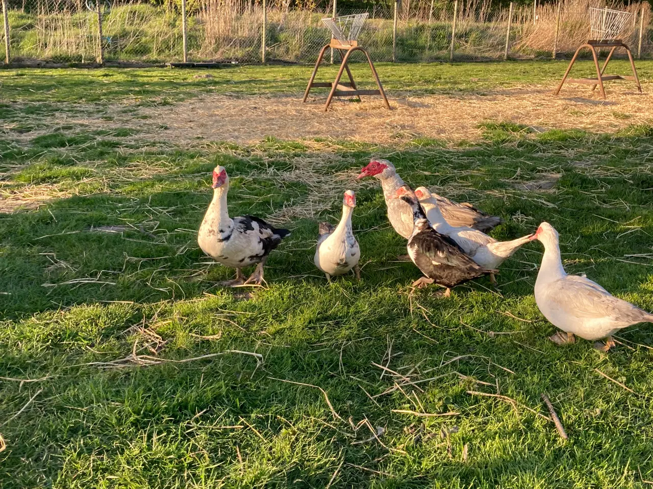 Billede 3 - Moskusænder og landænder