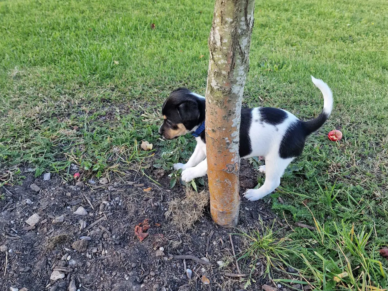 Billede 2 - Dansksvensk gårdhund (kun 1 han tilbage)
