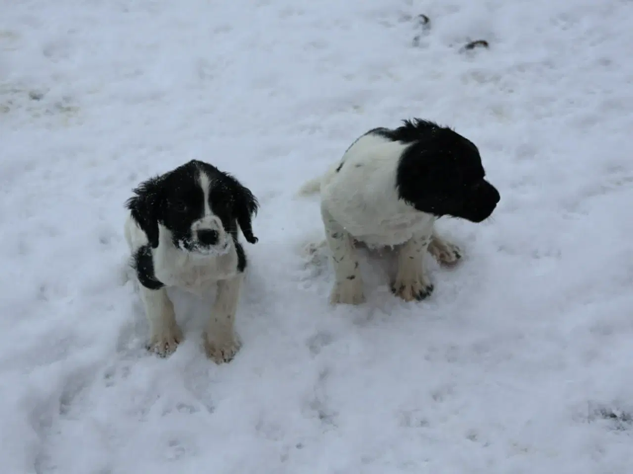 Billede 4 - Søde hvalpe 