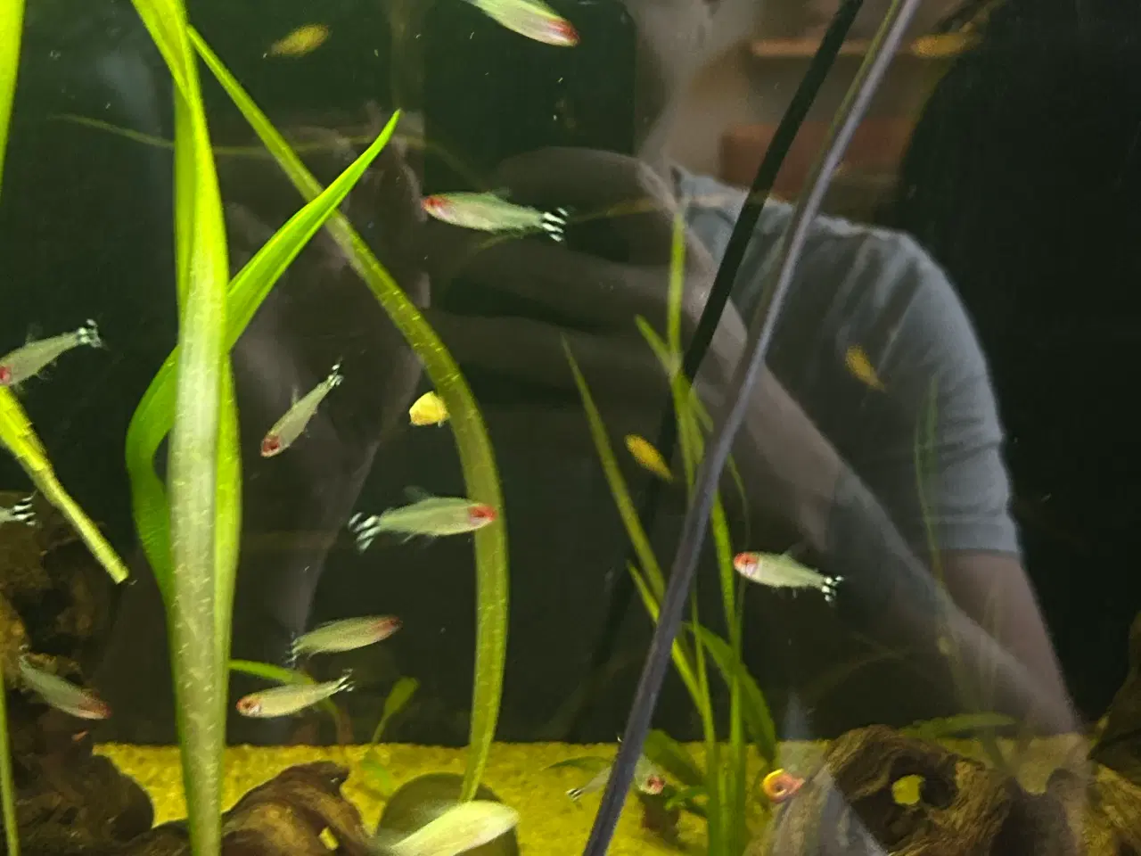 Billede 3 - 🔥🐟 Rødnæsetetra – perfekte stimefisk til akvarie