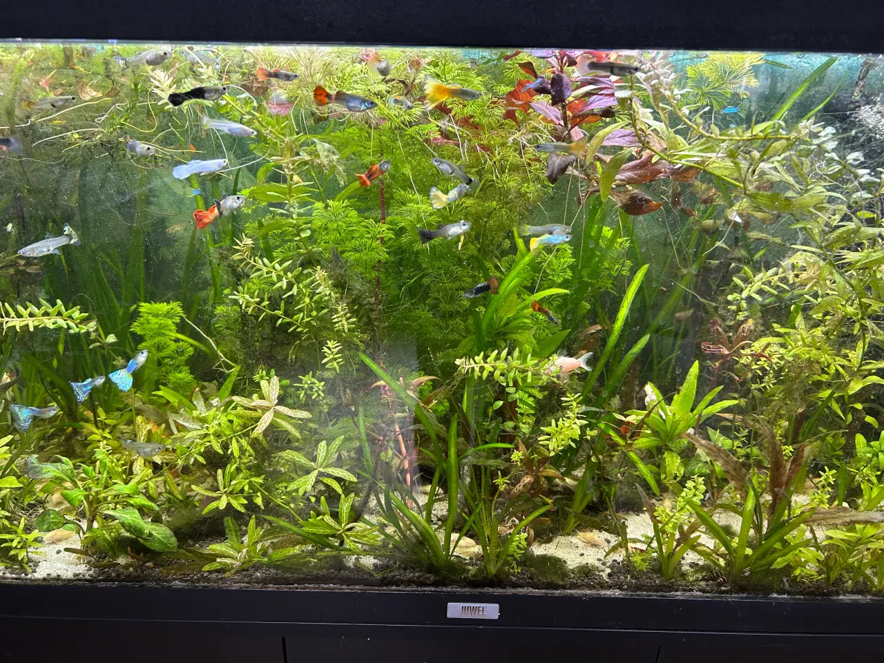 Billede 1 - Guppy voksne 