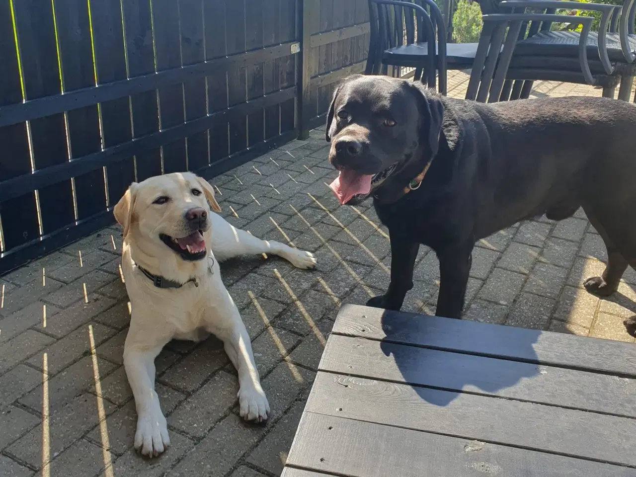 Billede 3 - Labrador hvalpe salgsklare 23/8