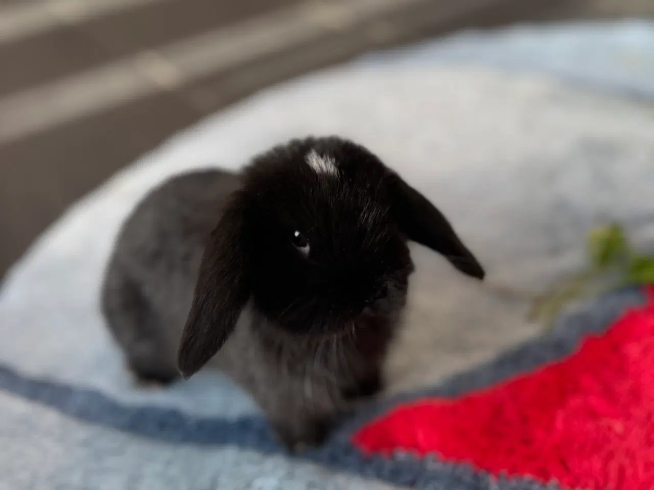Billede 2 - Mini lop