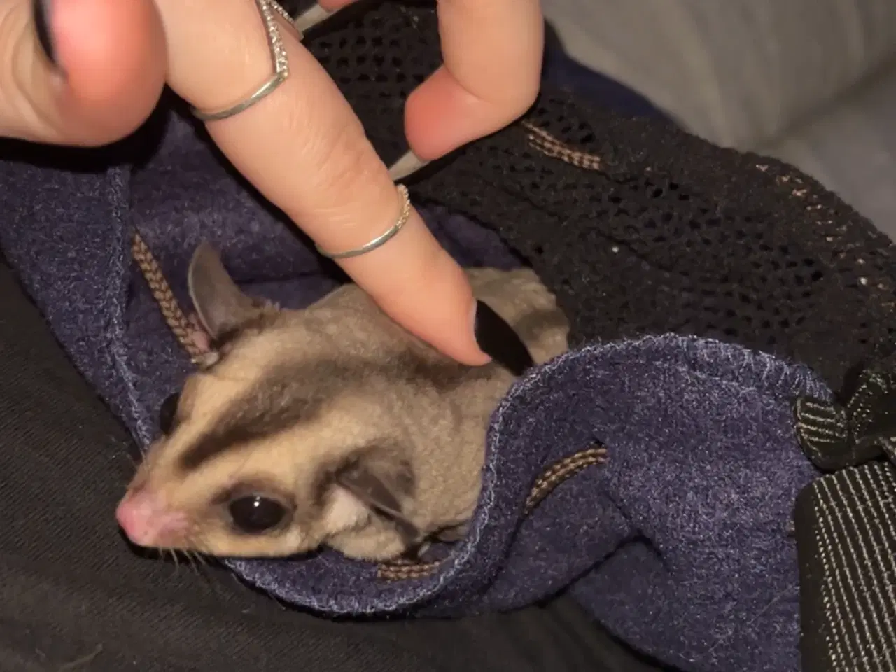 Billede 2 - 2 skønne Sugar Gliders søger deres nye hjem