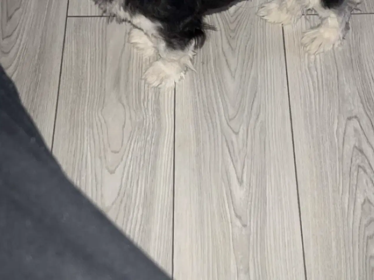 Billede 1 - Maltiboo maltezer