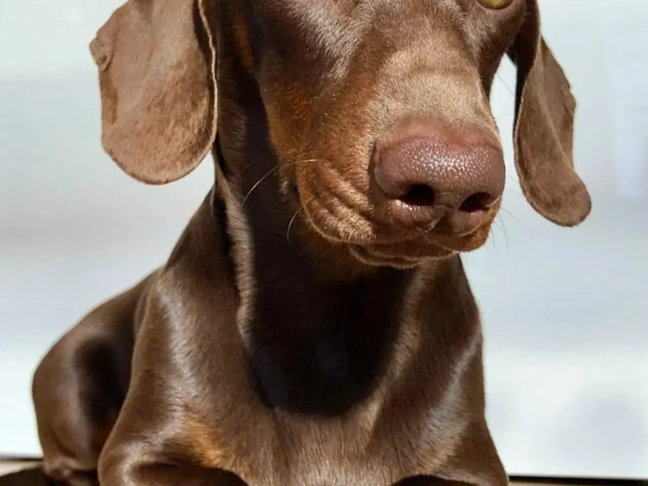 Billede 3 - Korthåret choko-tan dværggravhund