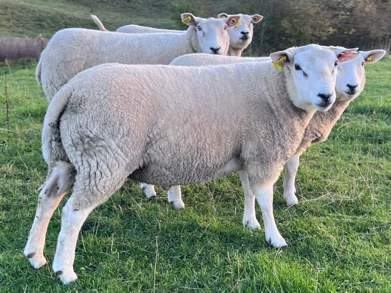 Billede 1 - Texel med stamtavle 