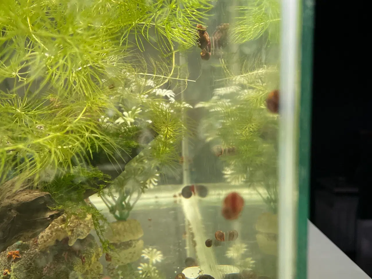 Billede 6 - Posthorn Snegle. Store og Sunde