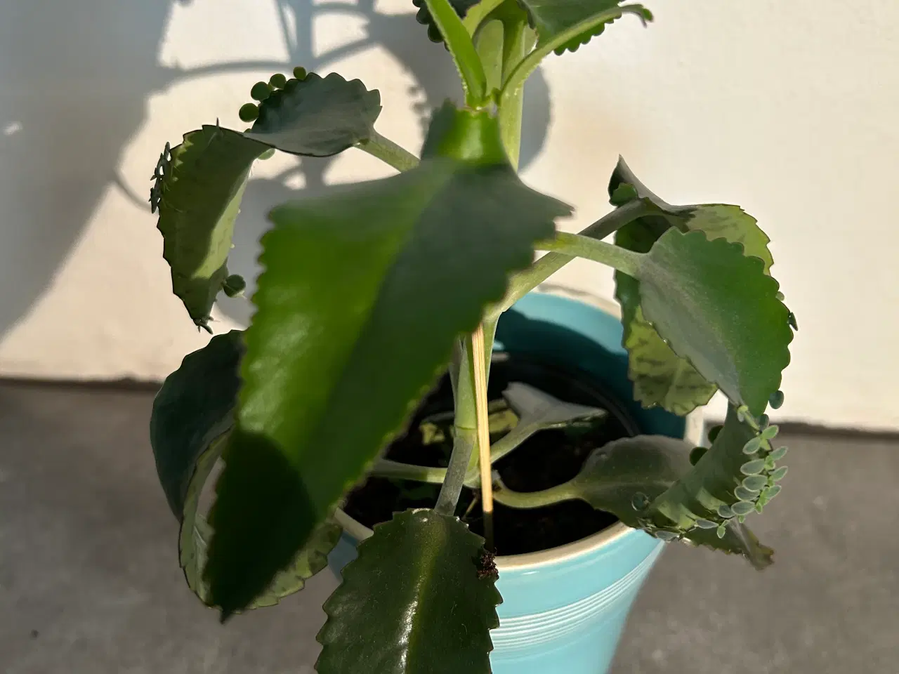 Billede 2 - Stueplanter i ens skjulere