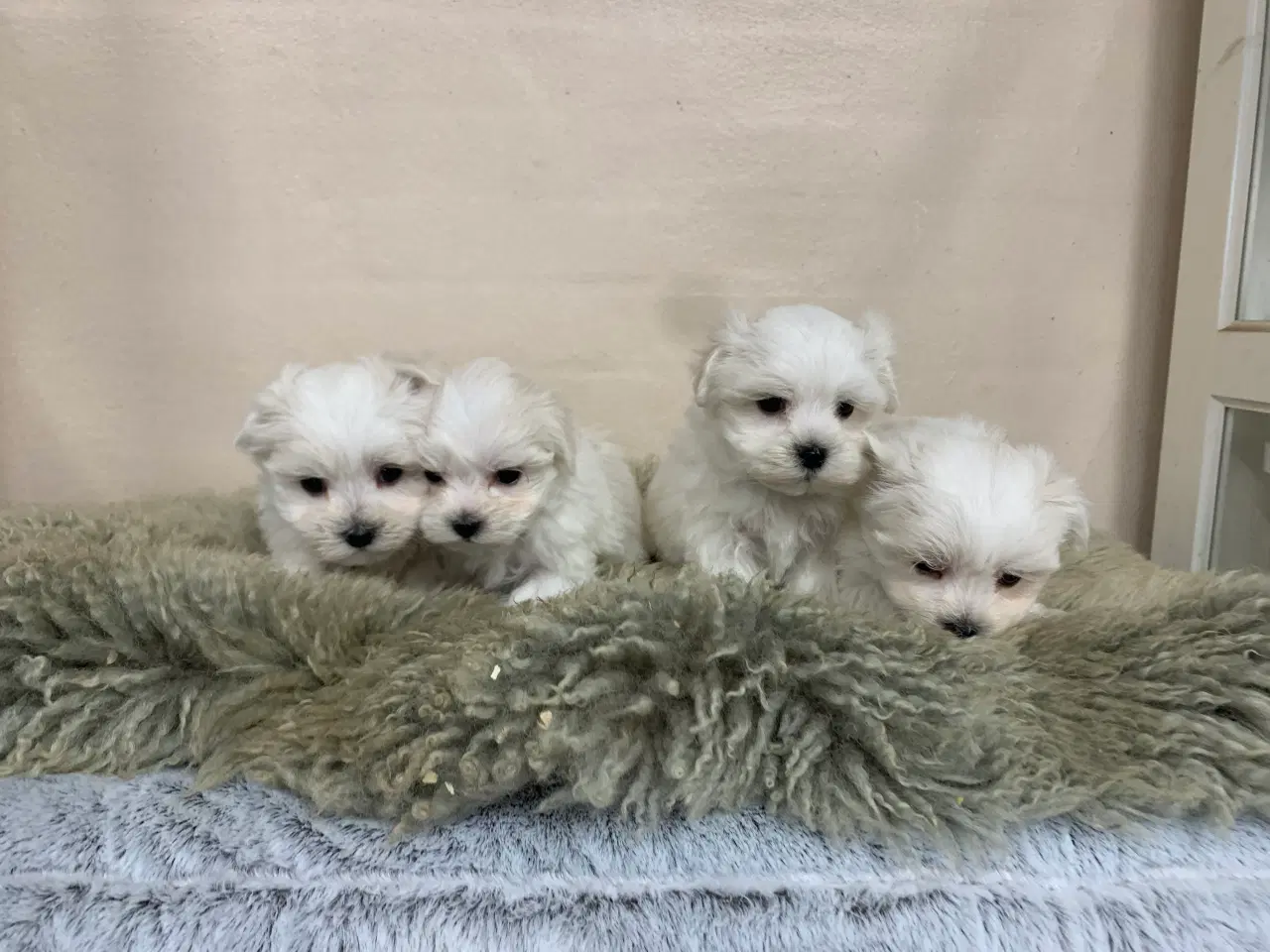 Billede 7 - Ægte mini malteser babyer