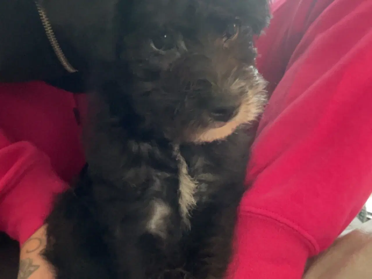 Billede 6 - En skøn hvalpedreng søger sit nye hjem 🐶❤️