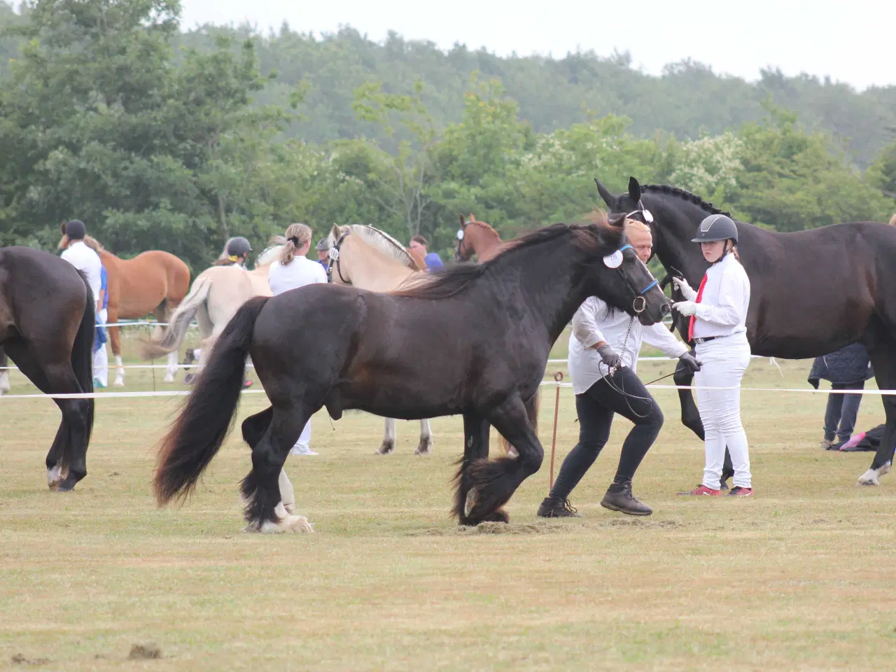 Billede 5 - Gypsy Vallak 