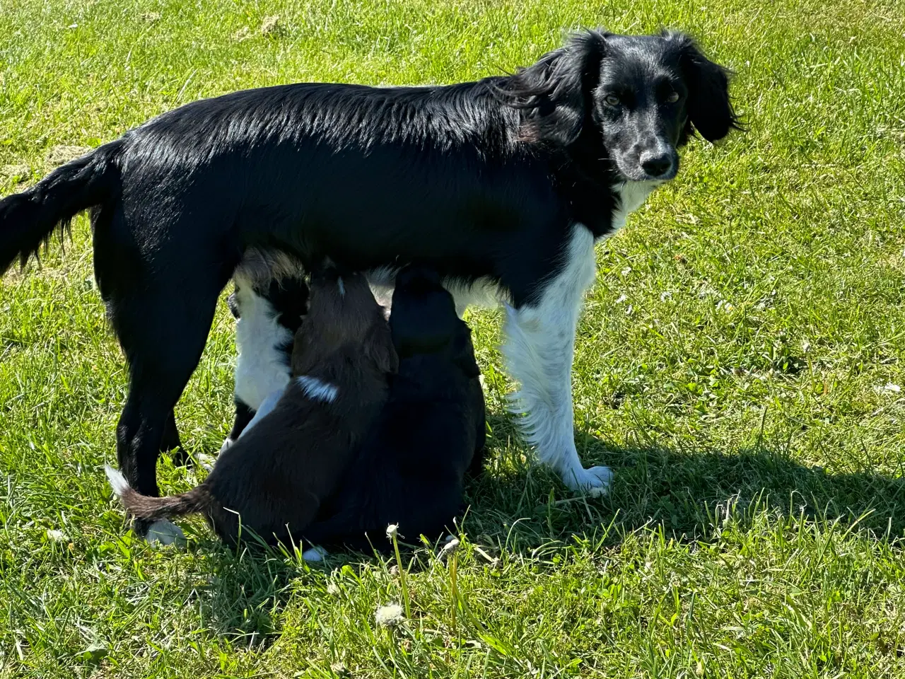 Billede 5 - Springer/Border hvalpe 