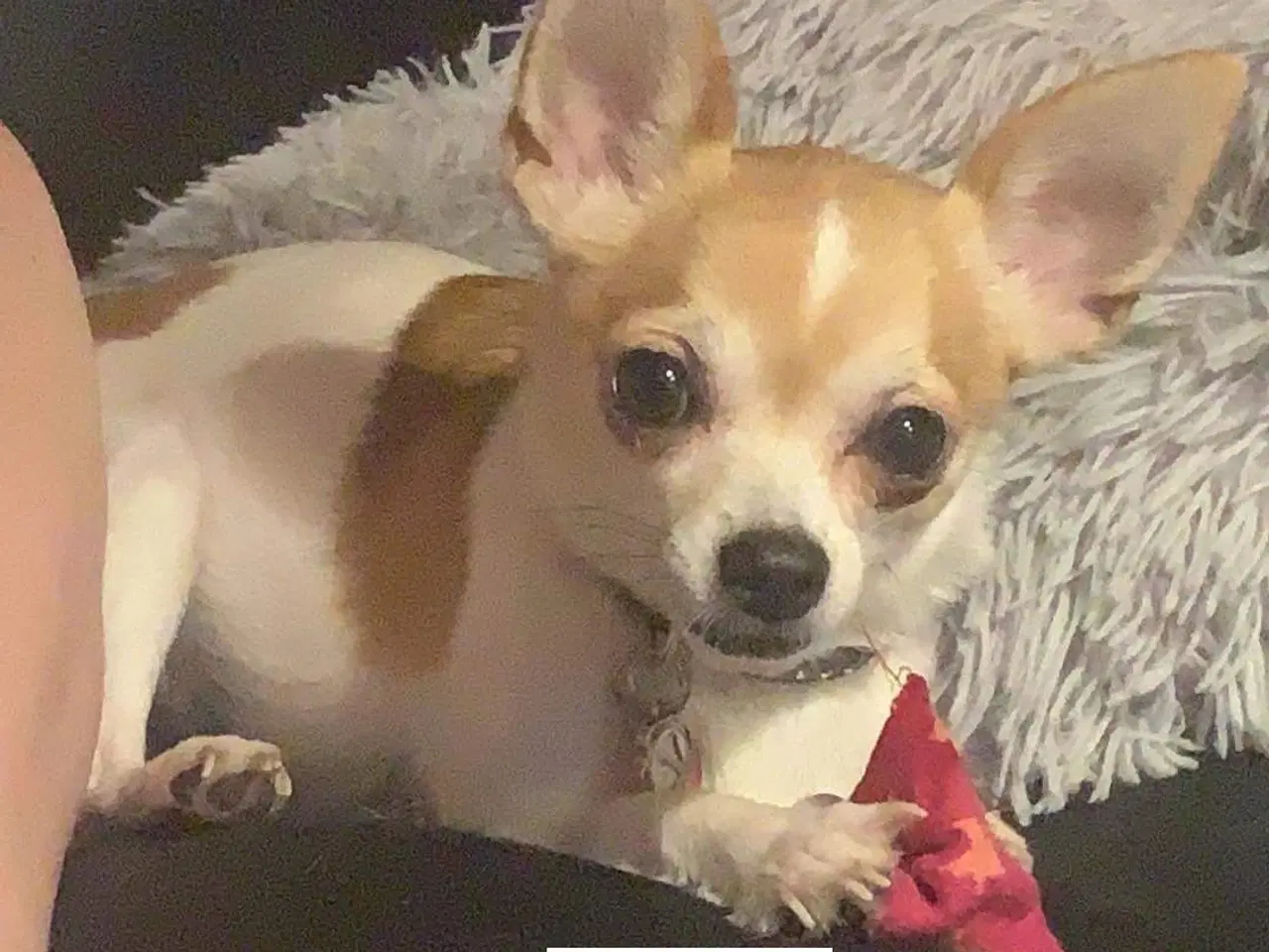 Billede 3 - 2 hygge hunde mor og søn