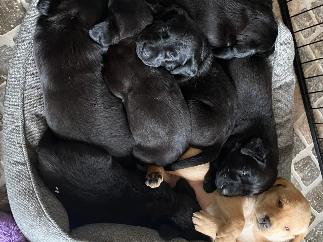 Billede 6 - Smukke labradorhvalpe efter rigtig gode jagtlinier