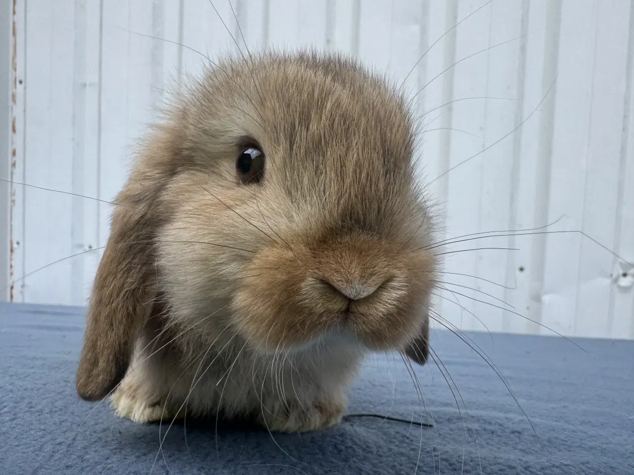 Billede 1 - Mini lop hankanin
