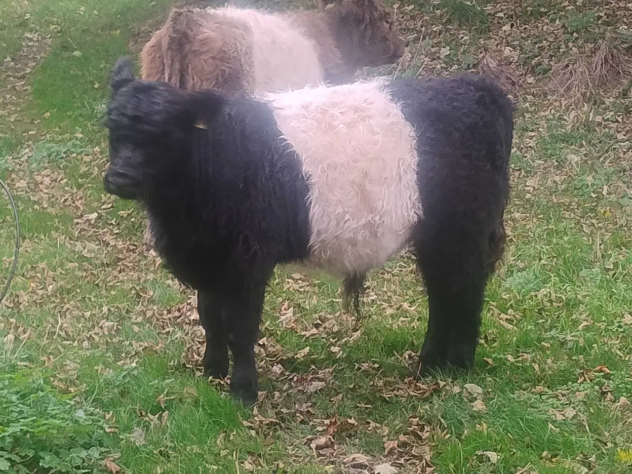 Billede 2 - Galloway tyrekalv med Stamtavle 