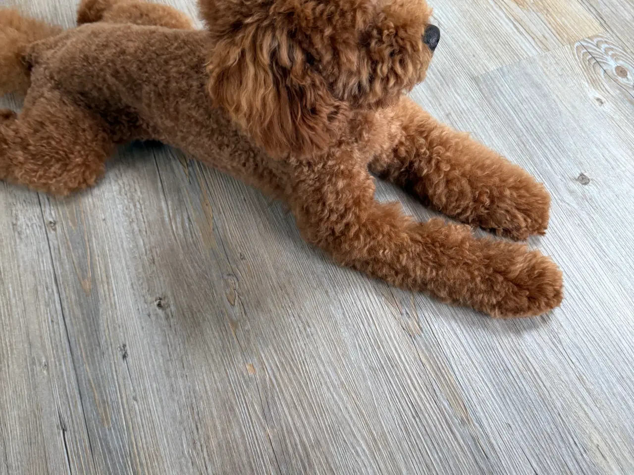 Billede 2 - Cockapoo hvalpe 8 uger 