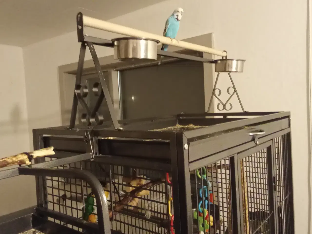 Billede 2 - Tam nymfe og delvis tam undulat 