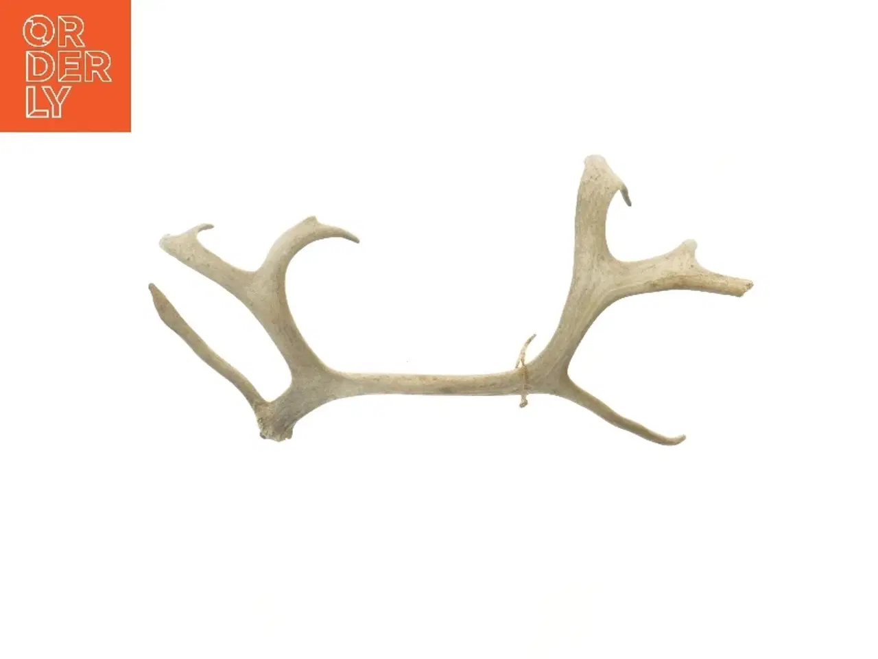 Billede 1 - Gevir (str. 42,5 cm)