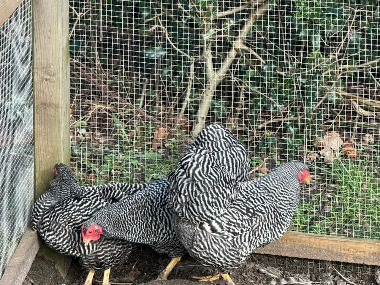 Billede 3 - 3 Tværstribede dværg Wyandotter