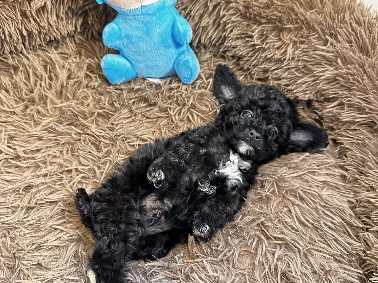 Billede 13 - Cavapoo F2B 