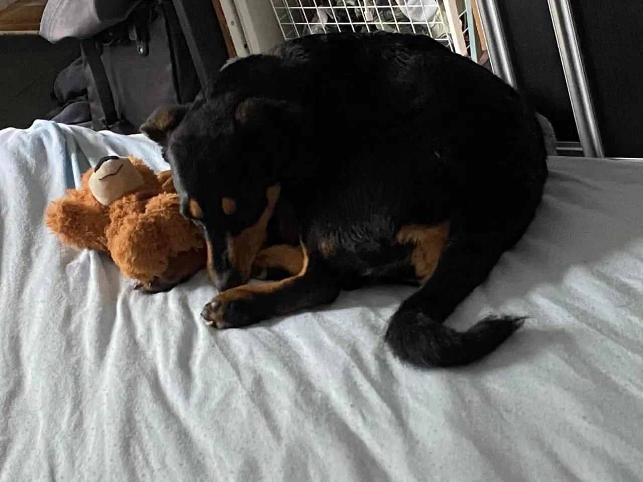 Billede 4 - Søde Erika til omplacering