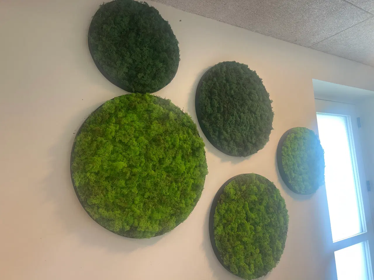 Billede 18 - Mos billeder 