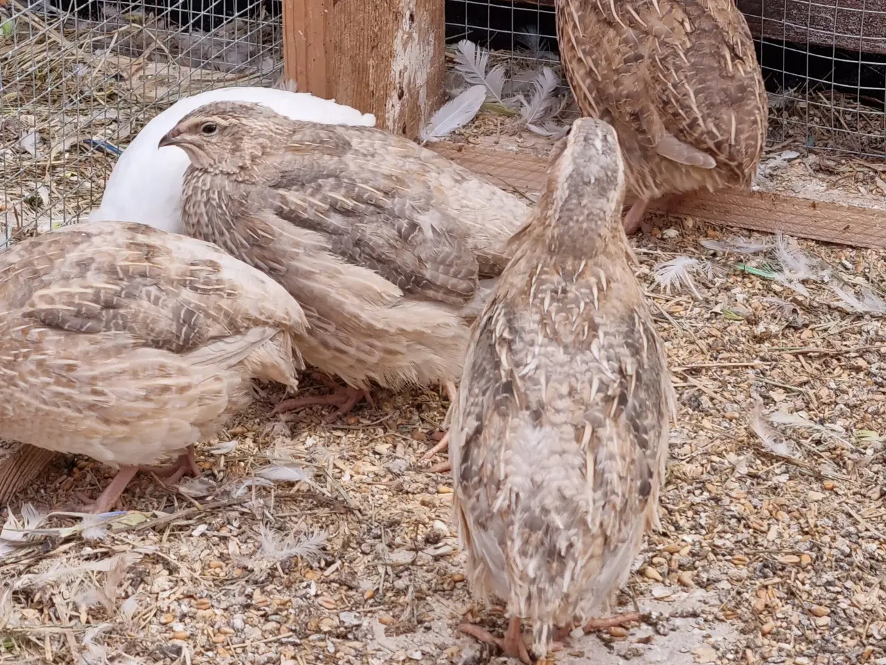 Billede 9 - Jumbo vagtler kokke 