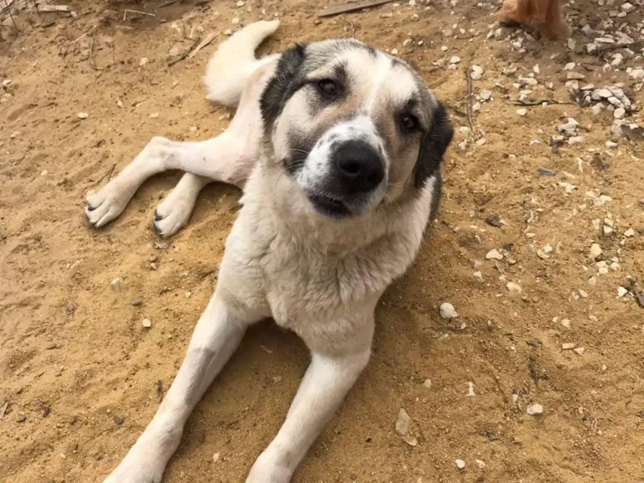 Billede 10 - Søde Raina søger sin helt egen familie