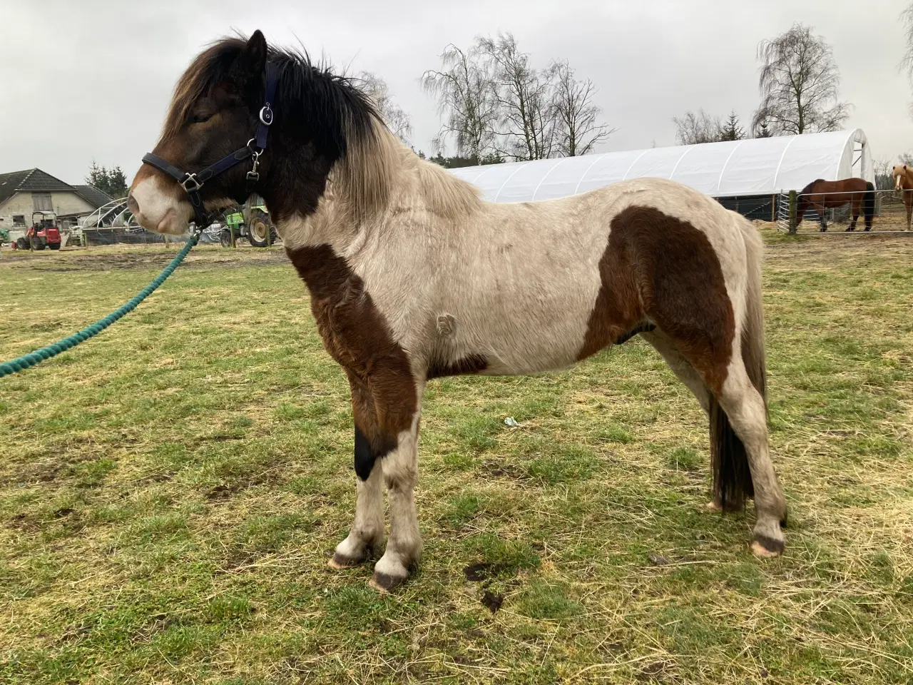 Billede 1 - Islænder hingst/vallak 3 år til sommer