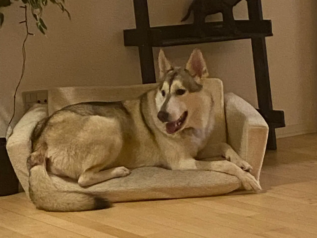 Billede 2 - Tøsen på lidt over 1 år søger nyt hjem