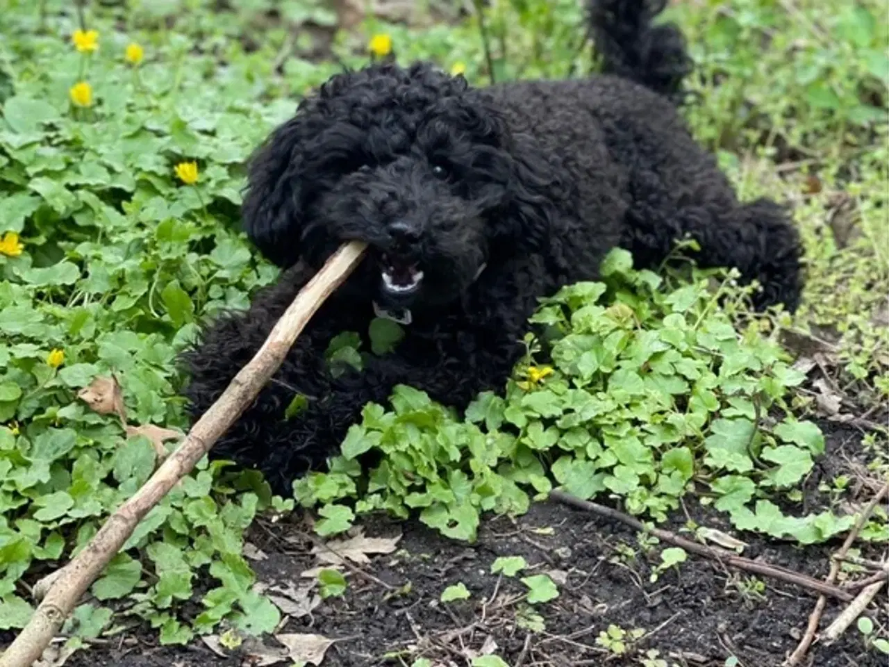 Billede 7 - Cavapoo / Toycavapoo F1