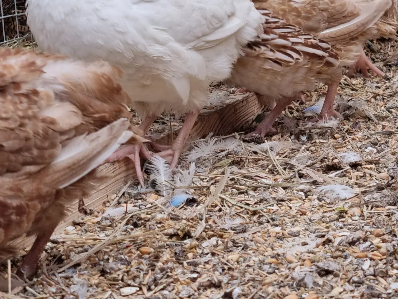 Billede 5 - Jumbo vagtler kokke 