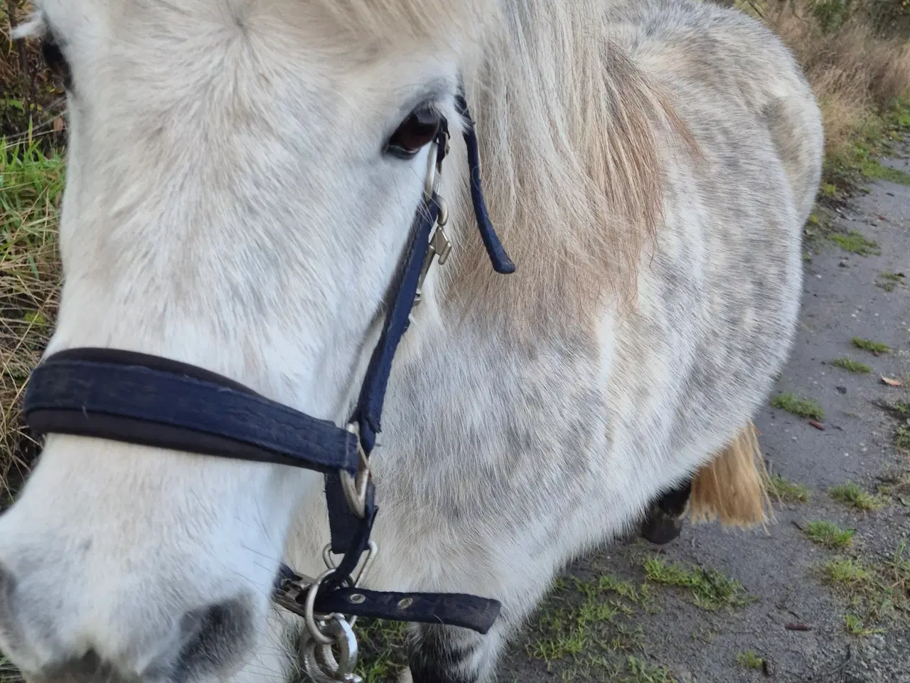 Billede 5 - Skønneste små "lopper" ❤️ 