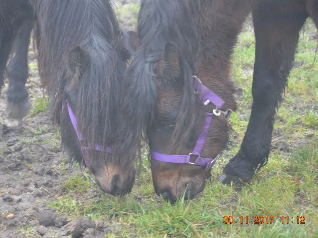 Billede 3 - Pony / selskabspony