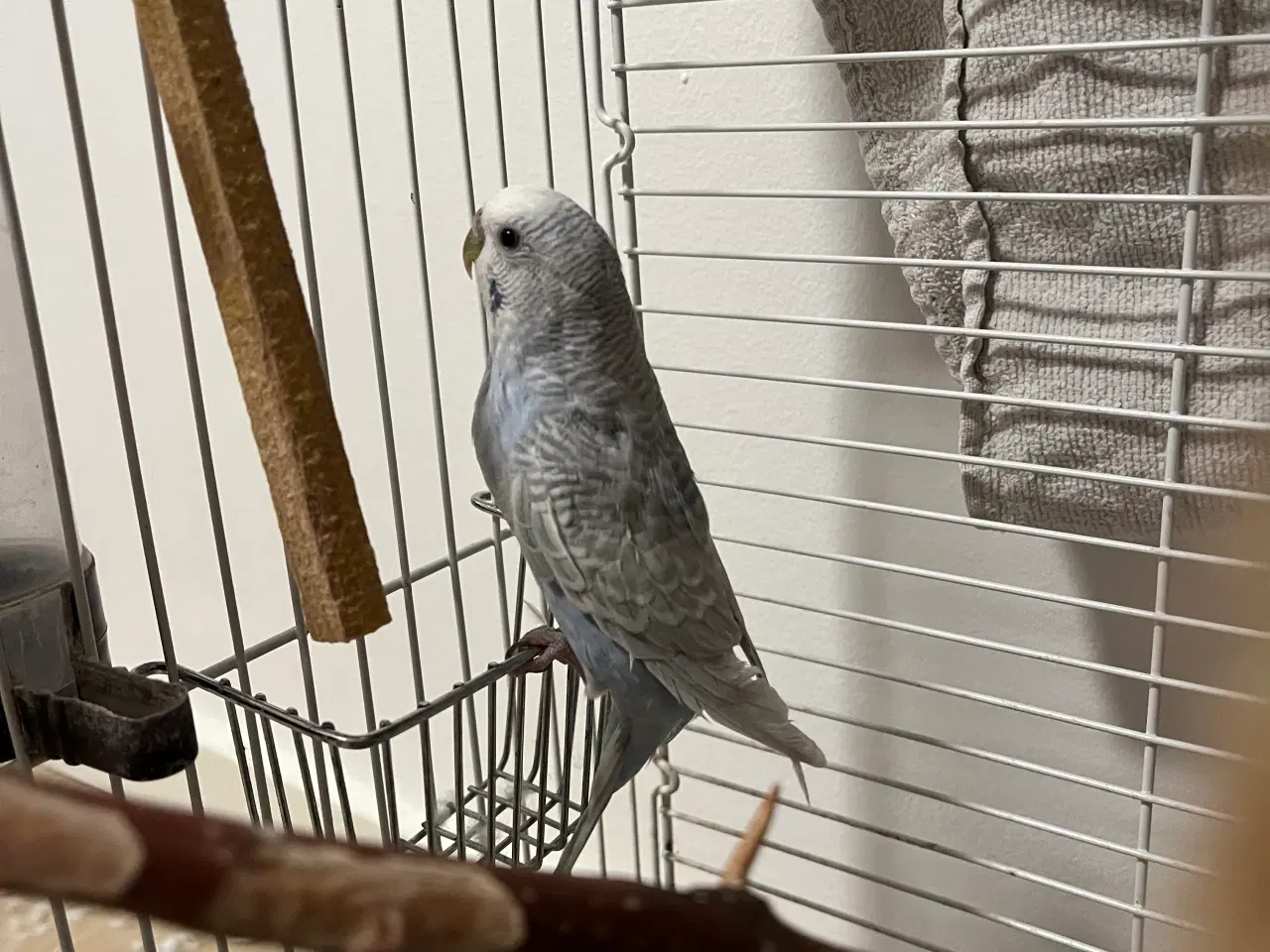 Billede 2 - Sød Undulat søger nyt hjem