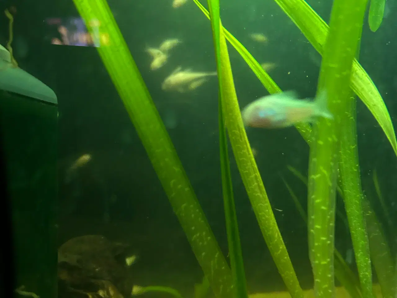 Billede 6 - 🐟 Albino pansermaller – 3-4 cm Premium | Viby J