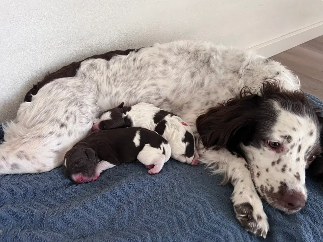 Billede 10 - Springer spaniel/kleiner hvalpe