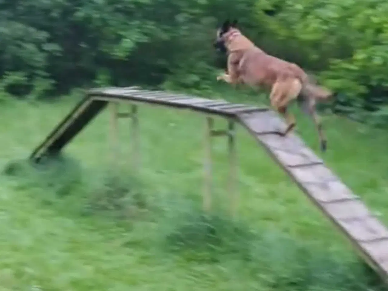 Billede 4 - Malinois modtages til erfaren hjem 👇🏻