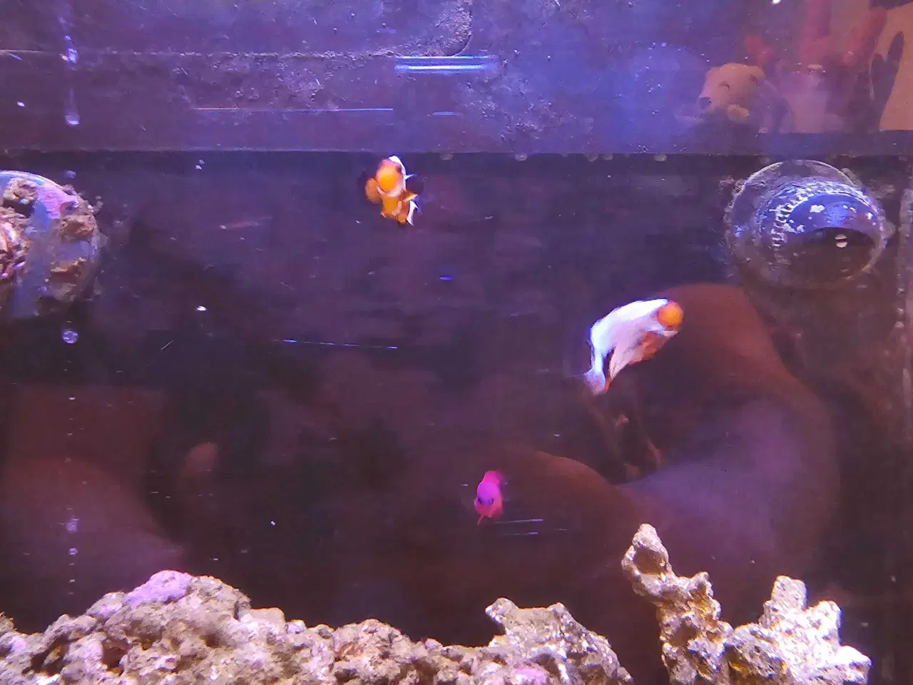 Billede 7 - Red Sea AIO 75 liter saltvandsakvarie