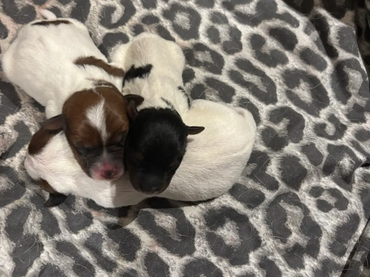 Billede 5 - Jack russel terrier hvalpe