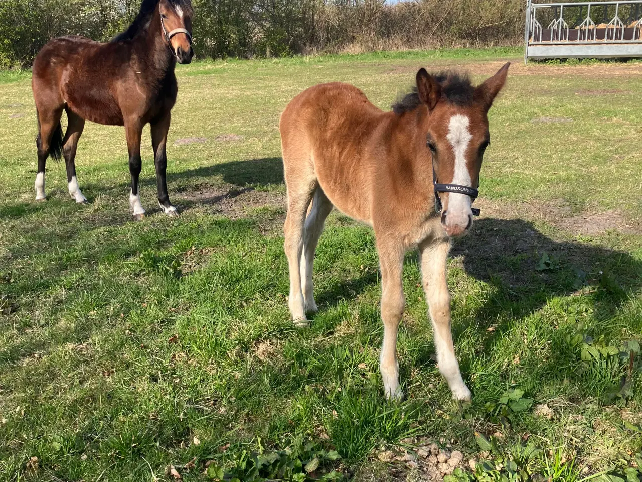 Billede 1 - 1’er ponyer 