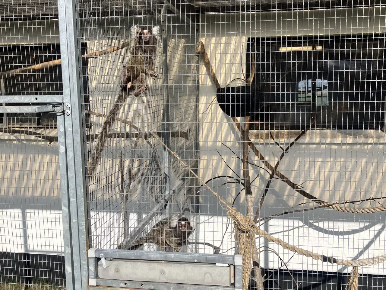 Billede 2 - Silkeaber 