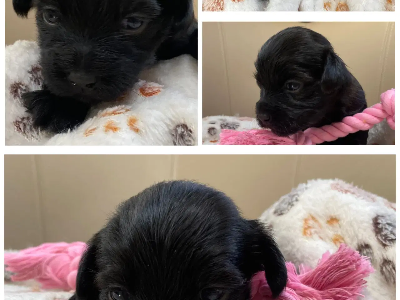 Billede 2 - Bichon Havanais kuld