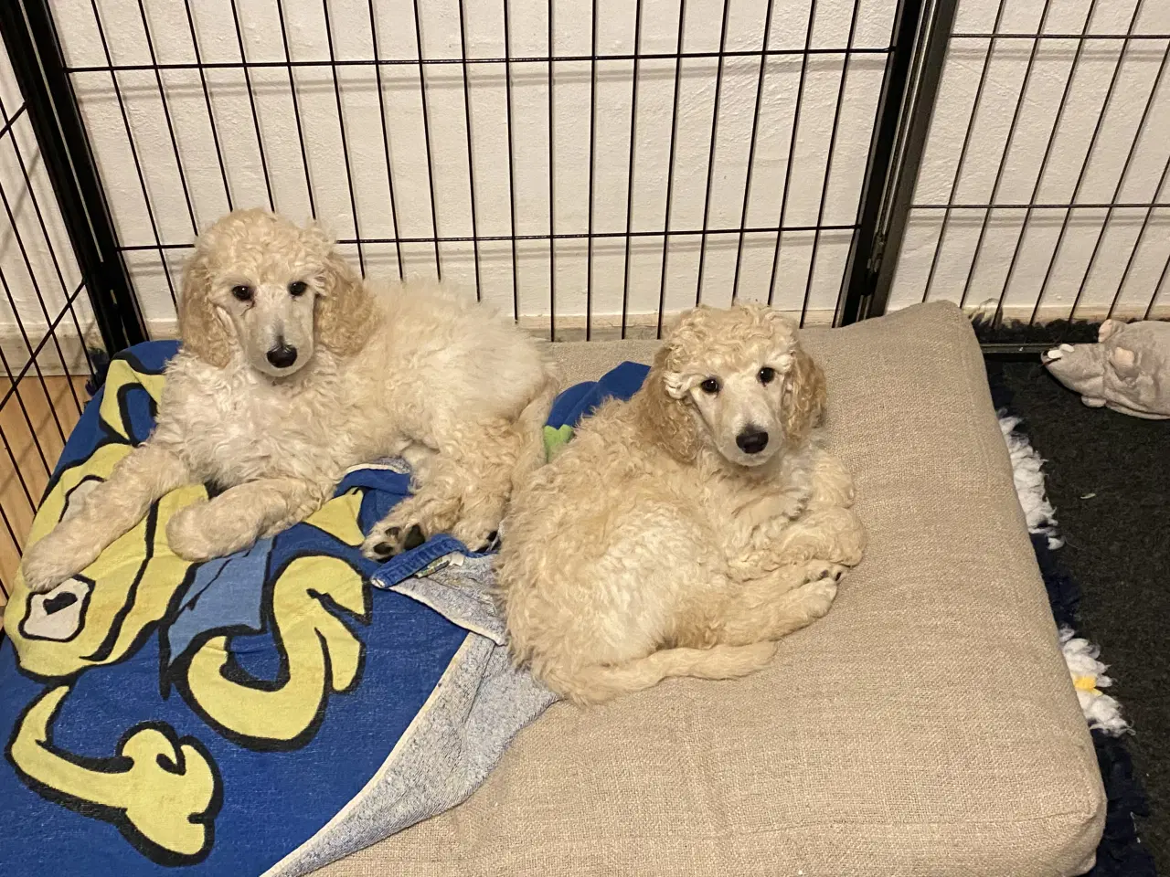 Billede 4 - Lækkert Stor pudel hanhvalp